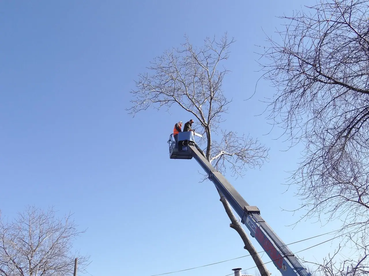 Two workers in the basket of a tall aerial lift trimming a leafless tree against a blue sky