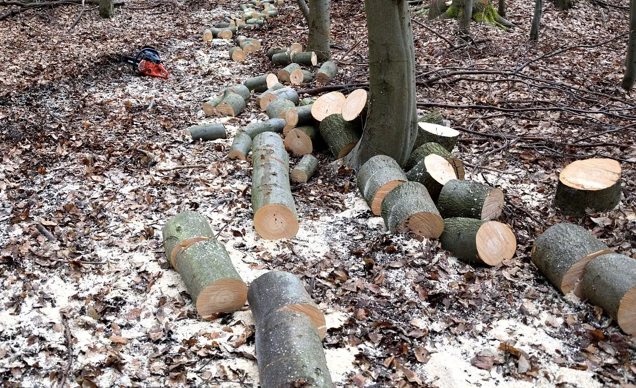 Cut log rounds scattered on a leaf-covered forest floor beside a standing trunk