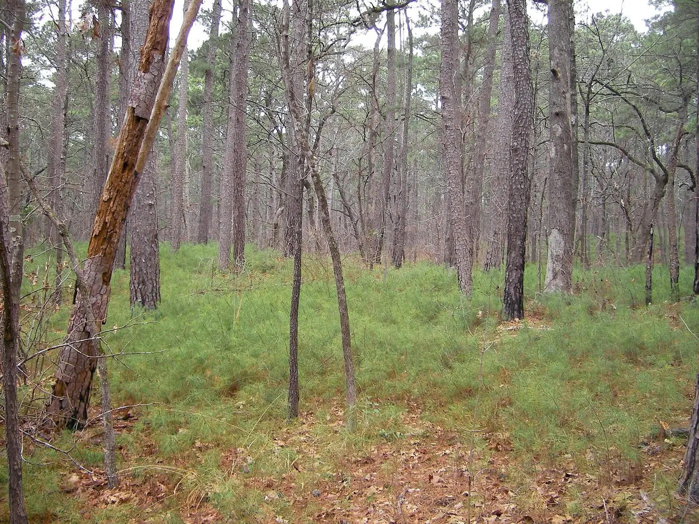 A pine forest with a green grassy floor and a dead snag on the left