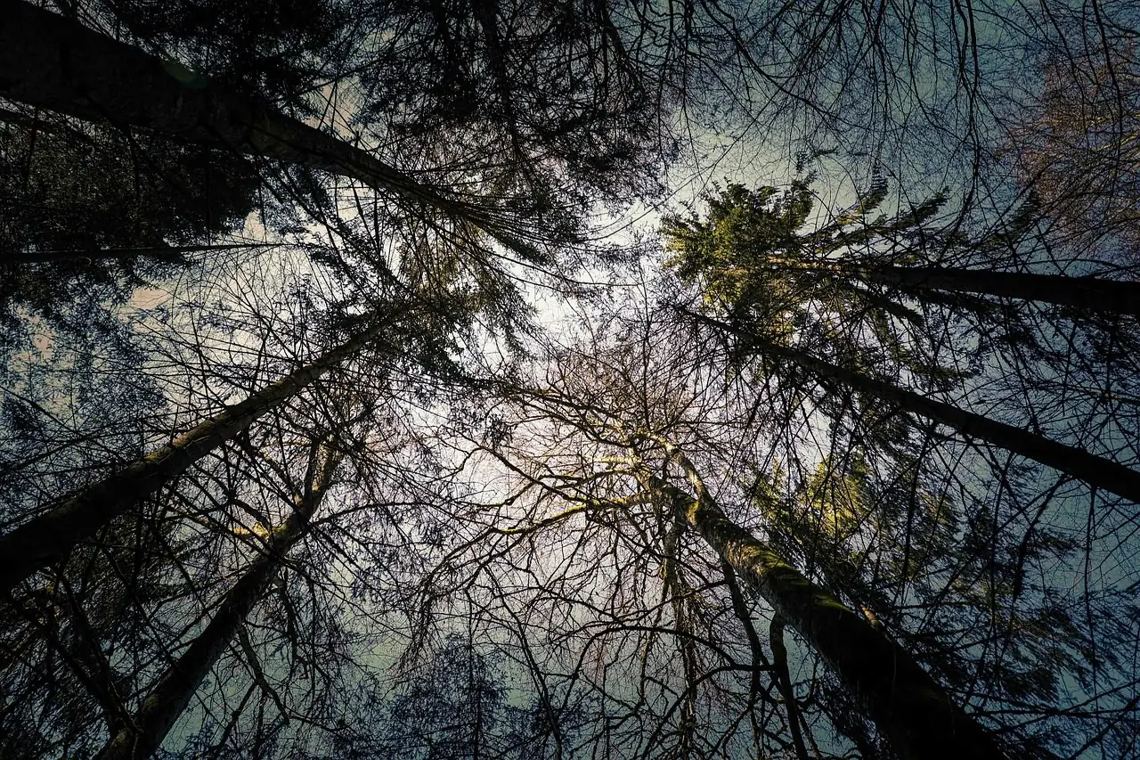 Looking straight up a stand of tall conifers toward a bright sky