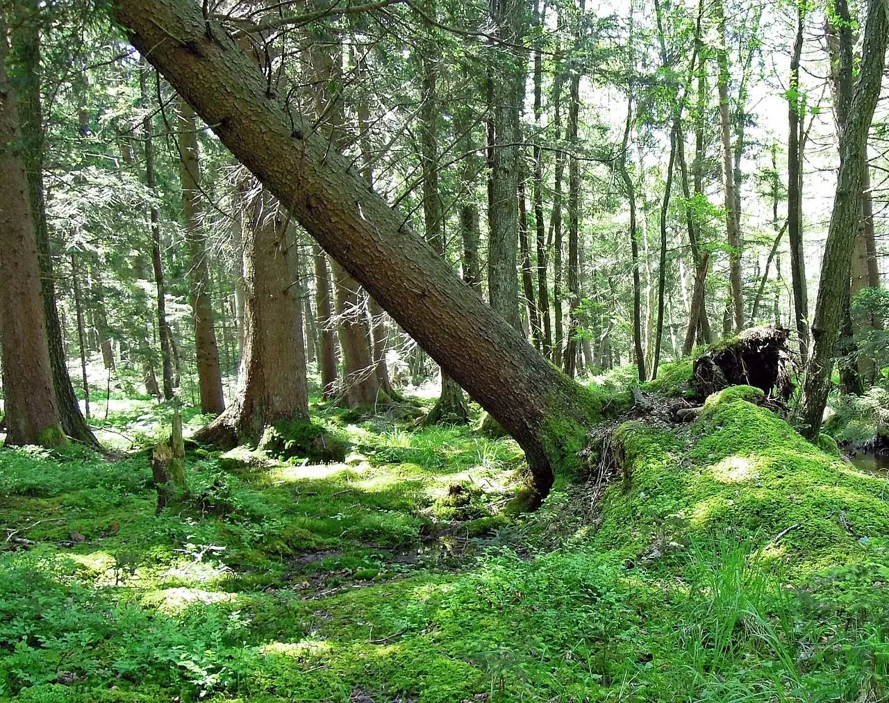 A tall tree tipped over with its root plate lifted out of mossy ground in a forest